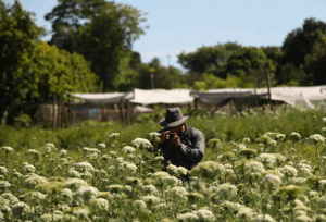 PRODUÇÃO AGROECOLÓGICA