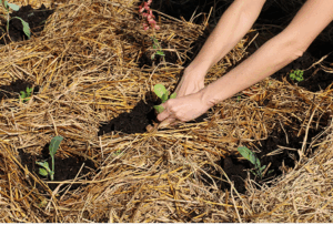 PRÁTICAS AGROECOLÓGICAS