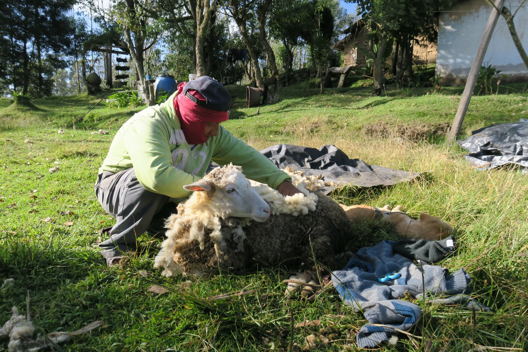A tosquia das ovelhas contribui para a saúde dos animais, adaptando-se às mudanças sazonais de temperatura e, ao mesmo tempo, fornecendo uma fonte de fibra para os produtores.
