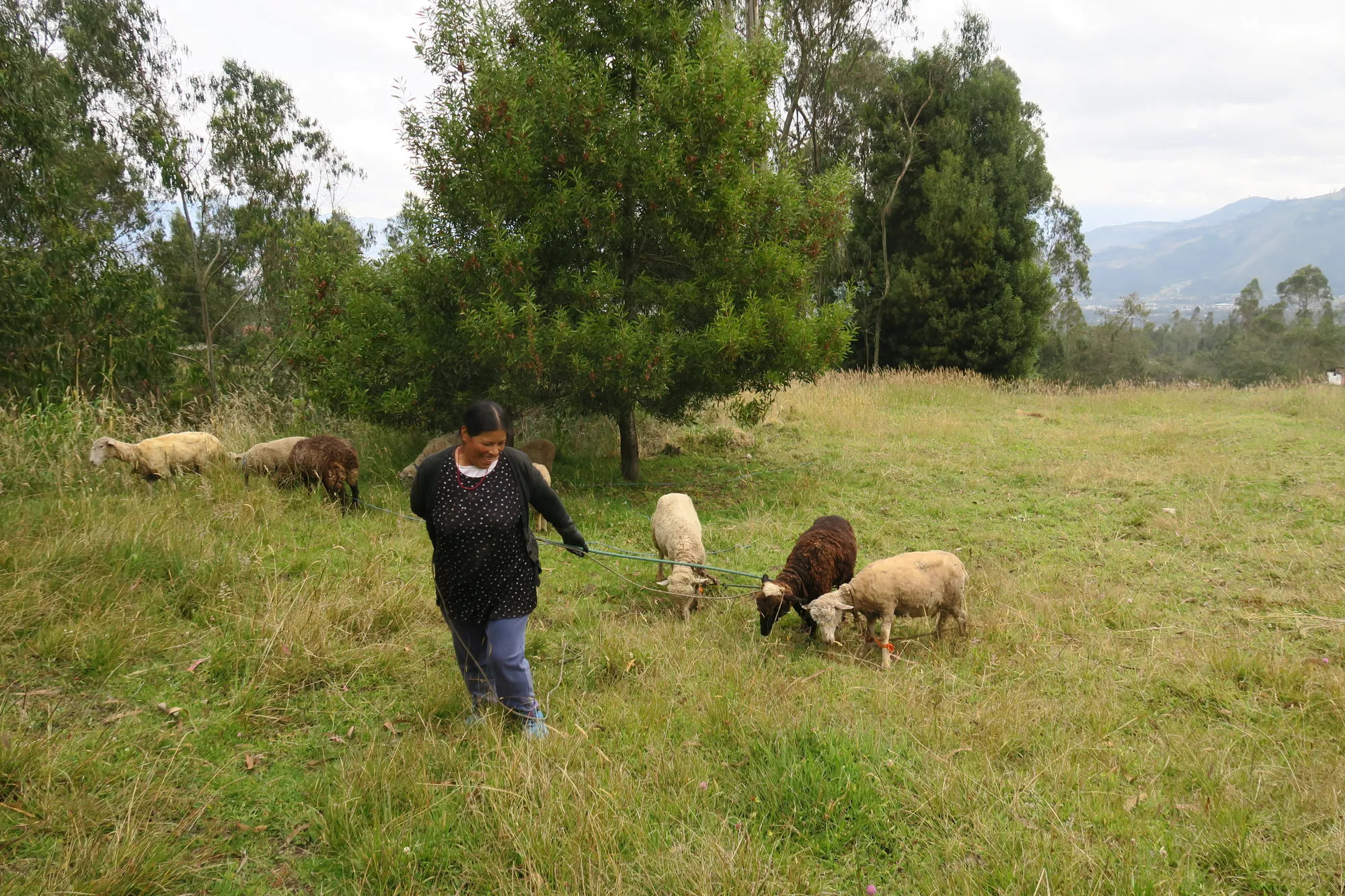 O pastoreio rotativo beneficia o gado, os produtores e as paisagens, mantendo um equilíbrio entre atividade e repouso.