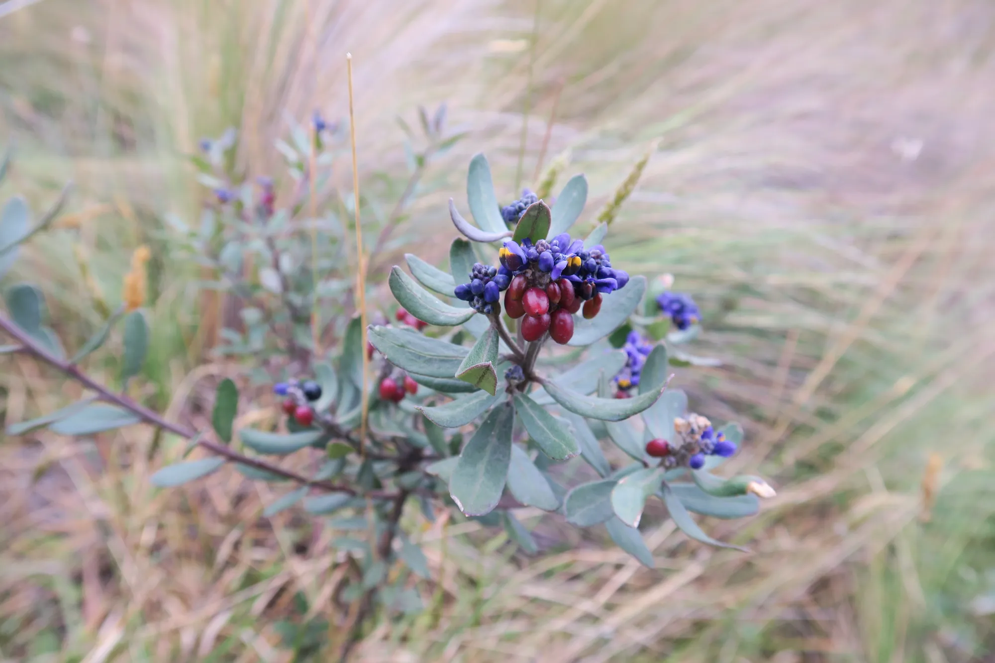 A Pachamama (Mãe Terra) oferece plantas medicinais por meio de acordos de consentimento e gestão responsável.