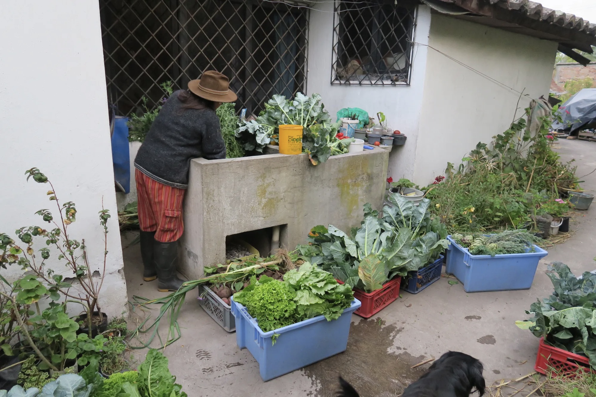 O acesso a uma estação de lavagem com água potável é essencial para muitos produtores.