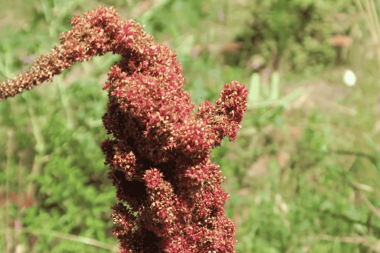 Os produtores de Kurikancha permitem seletivamente que as plantas cresçam até a produção de sementes, o que beneficia os polinizadores, permite que as plantas se autosemeiem e aumenta o uso de sementes adaptadas localmente ano após ano, beneficiando todo o agroecossistema.