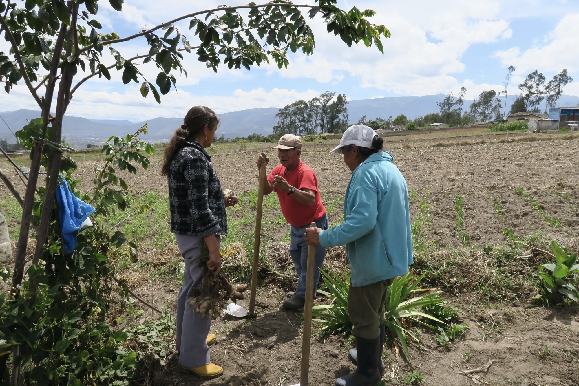 Esses agricultores compraram coletivamente um terreno para o cultivo de lavouras, onde compartilham a infraestrutura e as responsabilidades de manutenção.