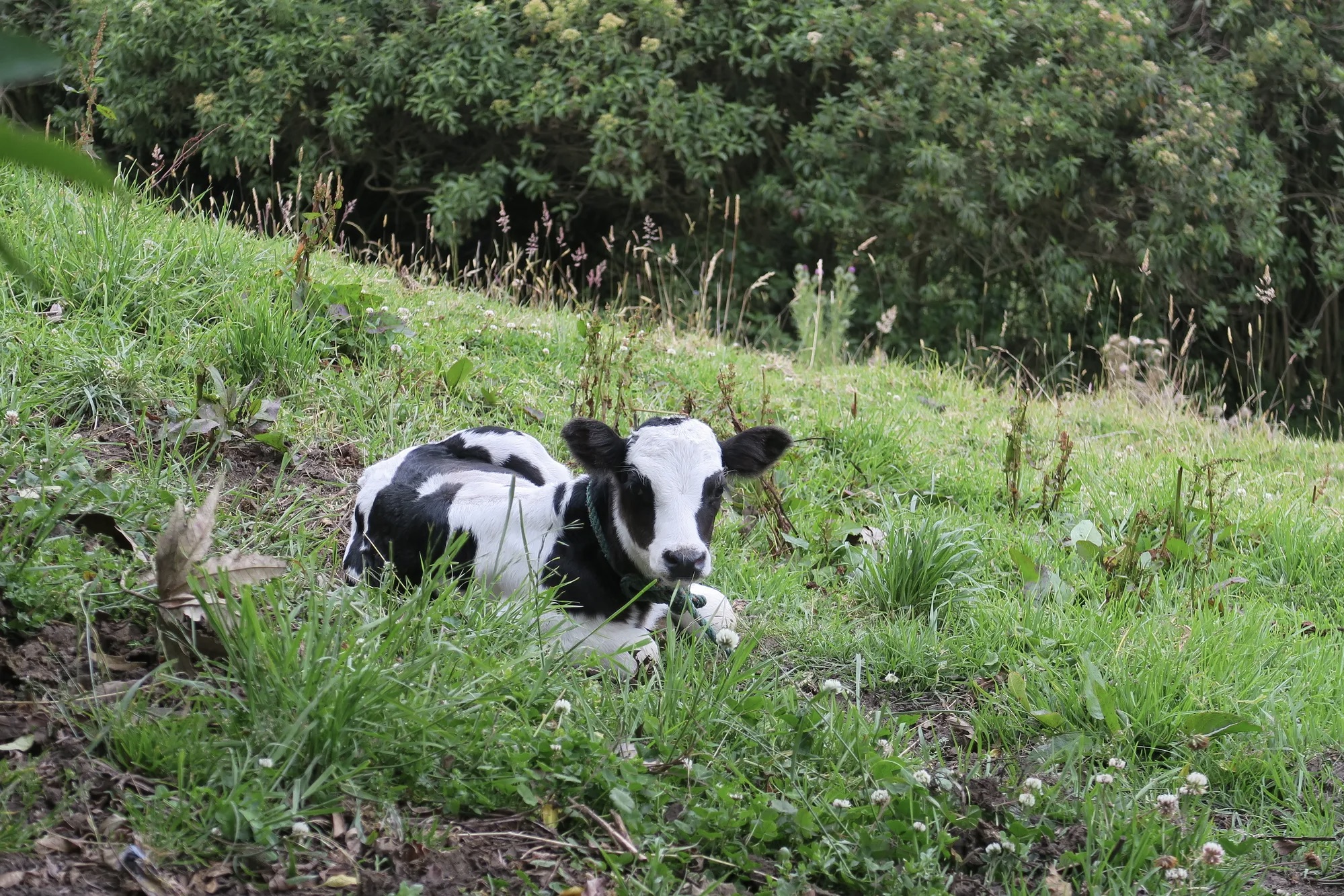 Alguns produtores usam vacas, ovelhas e outros animais de grande porte como "vacas leiteiras" para tempos difíceis.
