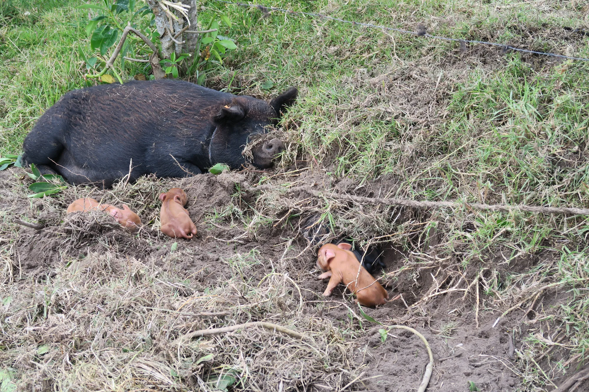 Os produtores que criam animais apoiam os ciclos naturais de vida e morte, desde o nascimento e a criação dos filhotes até o cuidado com a morte. Animais e humanos, nesses ciclos, apoiam-se mutuamente em seus processos metabólicos.