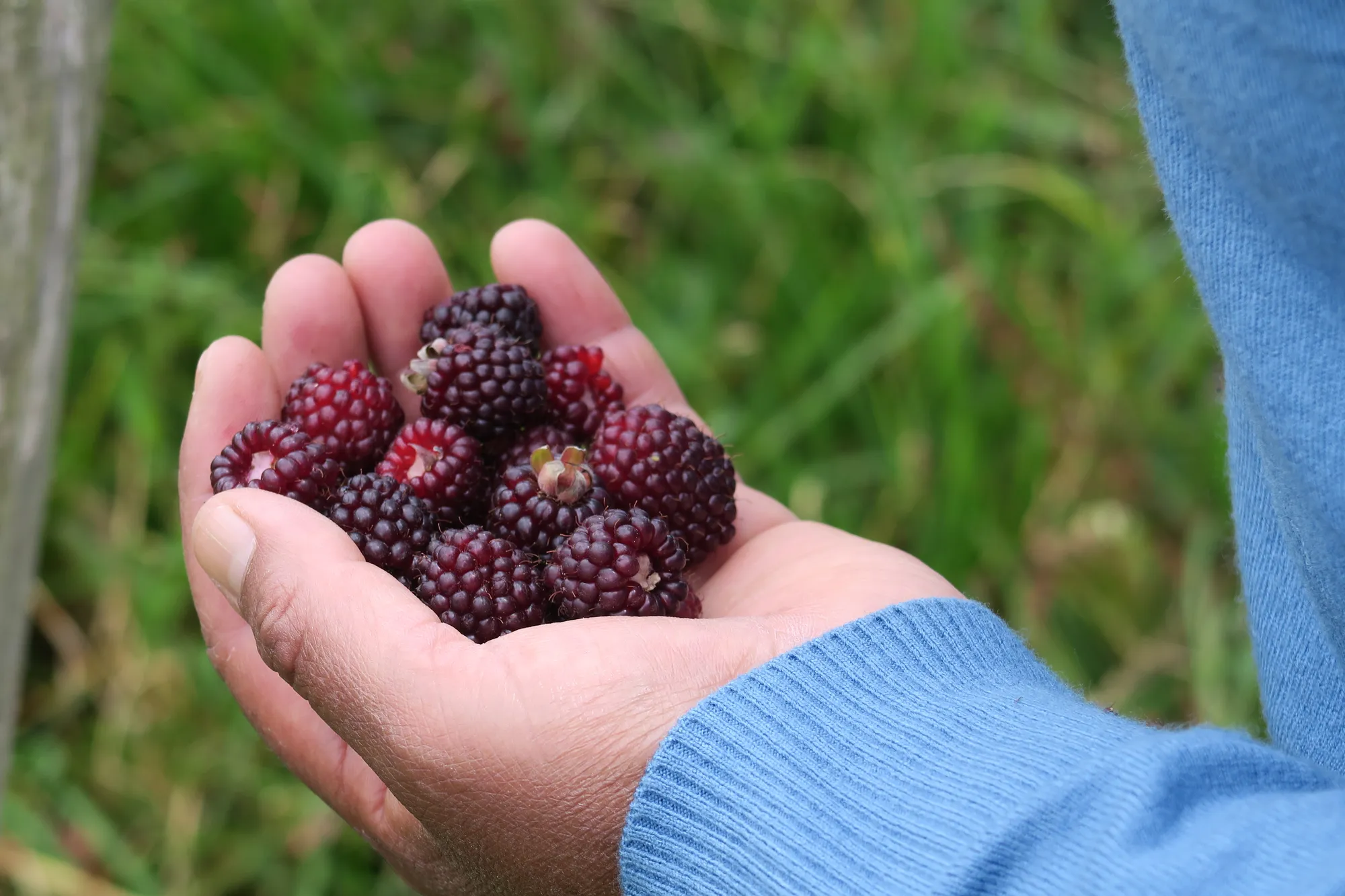 Muitos produtores cultivam lavouras, mas também coletam frutos silvestres, plantas medicinais e fontes de fibra – dádivas da Pachamama (Mãe Terra) em um ecossistema saudável.