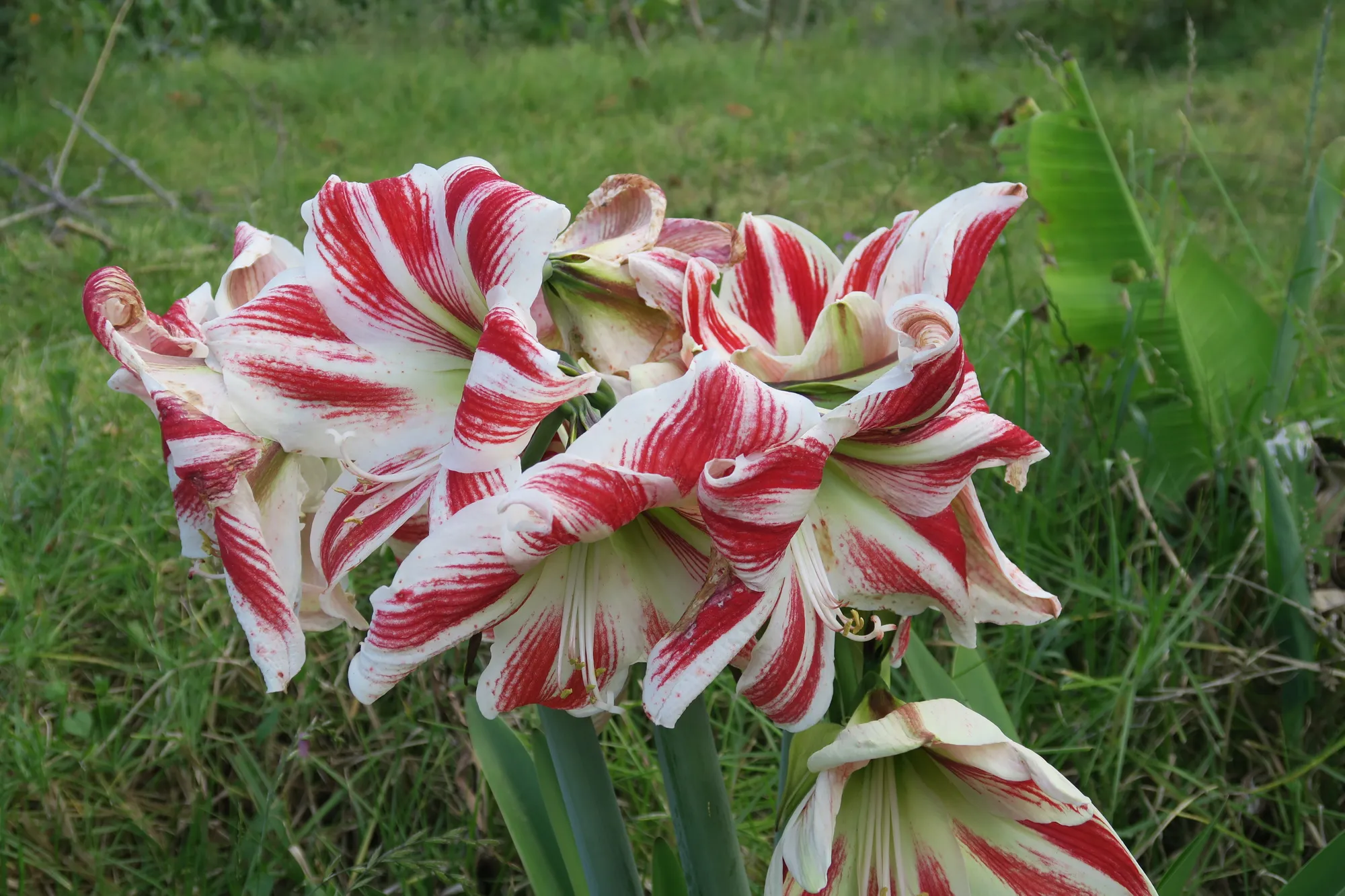 Muitos agricultores plantam culturas ornamentais, como flores, que embelezam o agroecossistema, além de fornecerem habitat para insetos e, frequentemente, benefícios de consórcio de culturas (por exemplo, flores aromáticas que repelem pragas).
