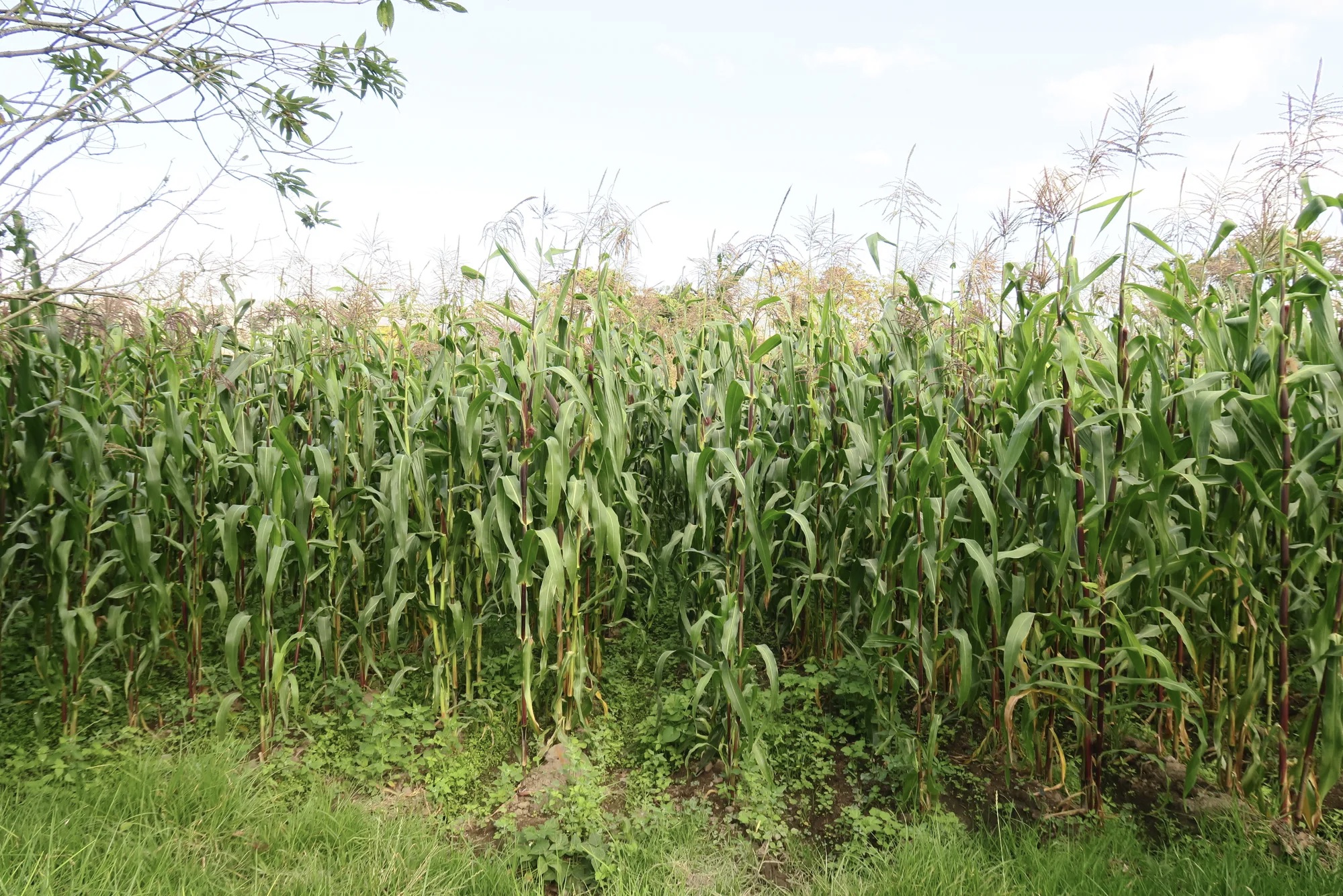 Alguns dos produtores agroecológicos diversificados de Kurikancha usam parte de suas terras para o cultivo de milho e outras culturas a granel, que são vendidas a intermediários como uma fonte de renda alternativa fora da produção direta ao consumidor.