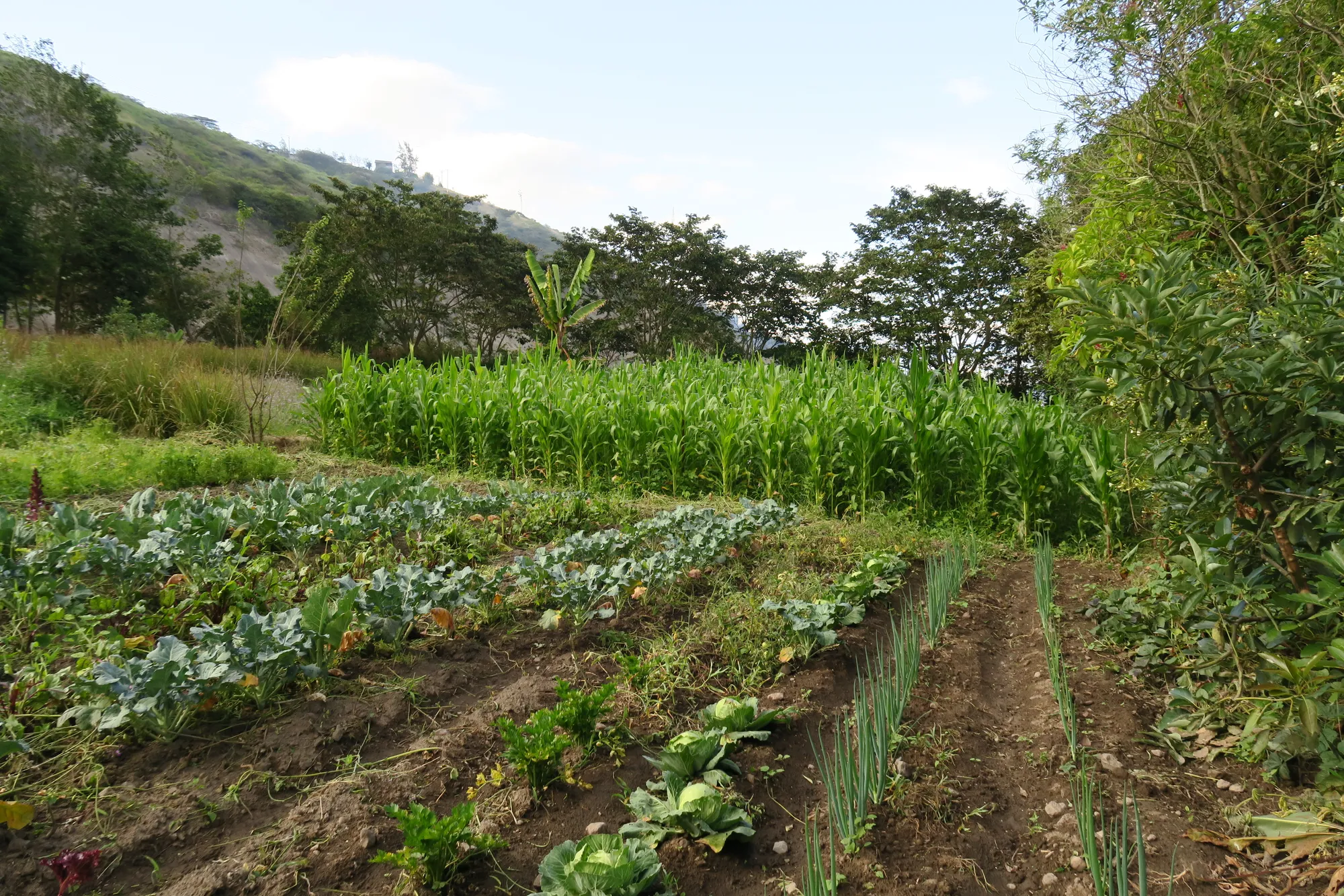 A produção diversificada beneficia a saúde do solo e cria um ambiente biodiverso para uma variedade de espécies, permitindo que a fazenda funcione como um agroecossistema completo em harmonia com os habitats naturais.