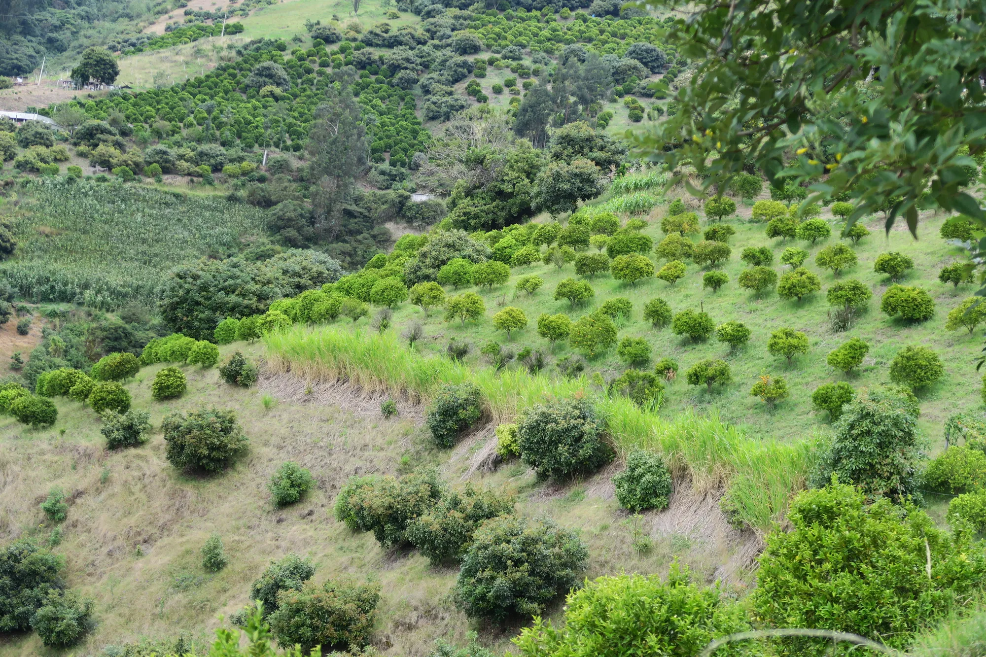 O plantio de culturas adequadas à paisagem natural, incluindo declive, exposição, clima e tipo de solo, aumenta a produtividade e reduz a perturbação da geografia da paisagem.