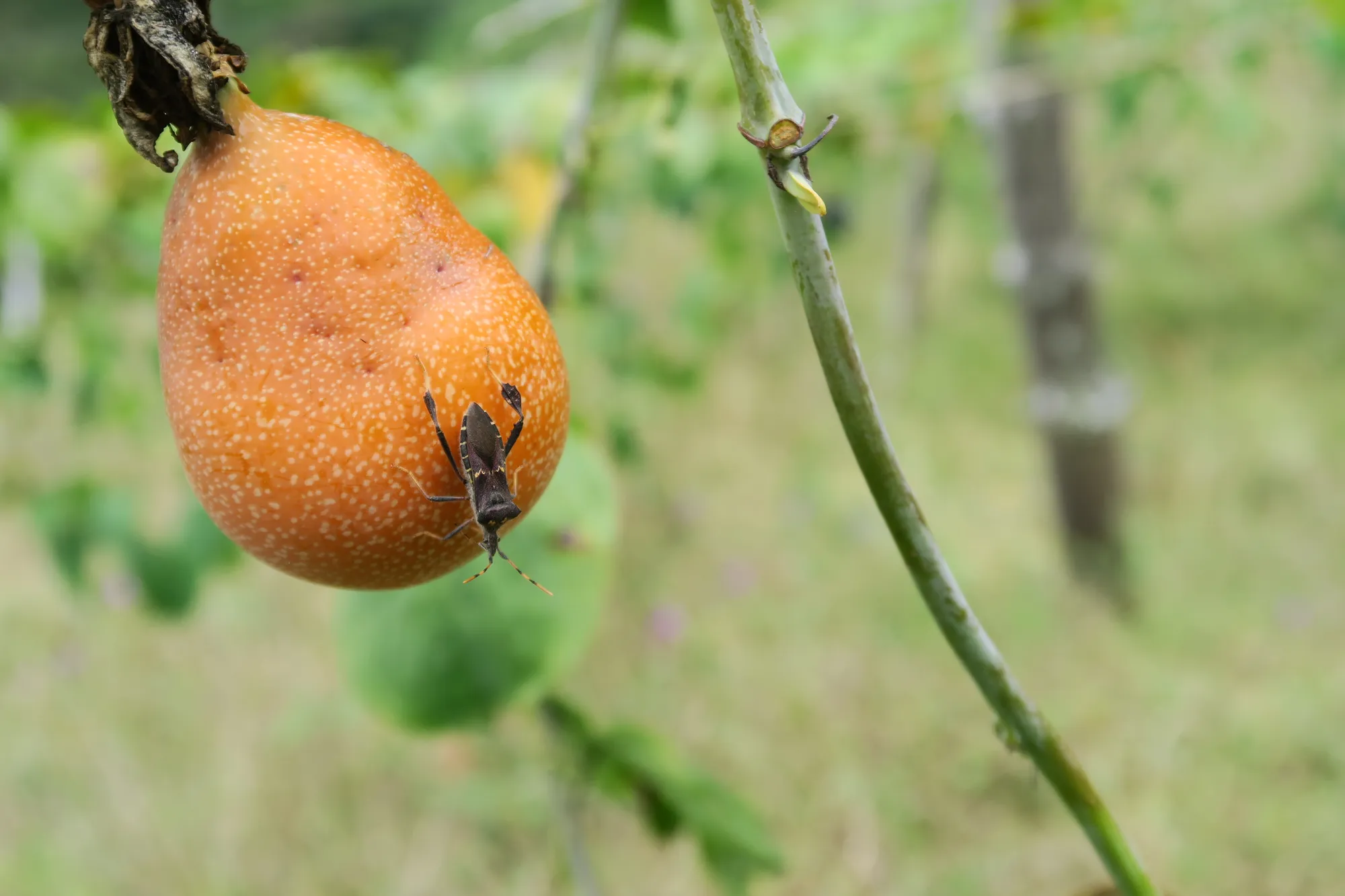 Agroecossistemas biodiversos fornecem habitats para insetos que podem prestar serviços benéficos como o controle de pragas e a polinização.