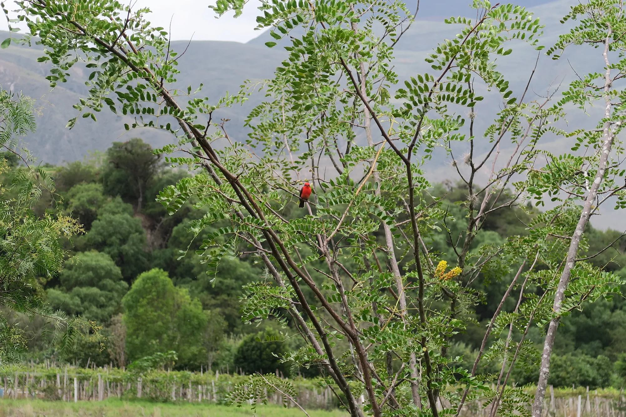 Espécies que se beneficiam dos habitats criados por agroecossistemas biodiversos "retribuem" com serviços ecossistêmicos como a polinização.