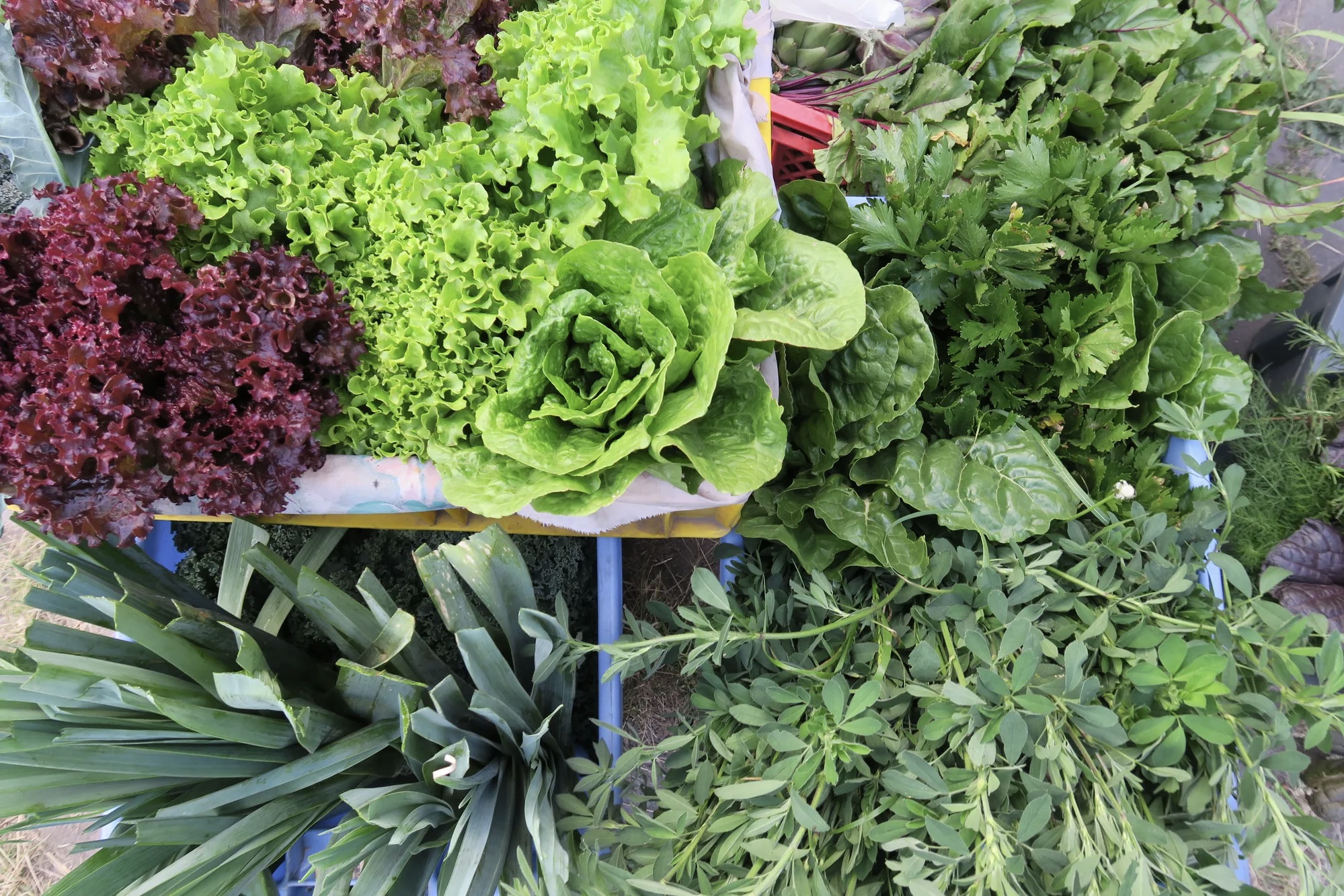 Muitos produtores de Kurikancha cultivam verduras e ervas para consumo próprio, incluindo em saladas, sopas e chás.