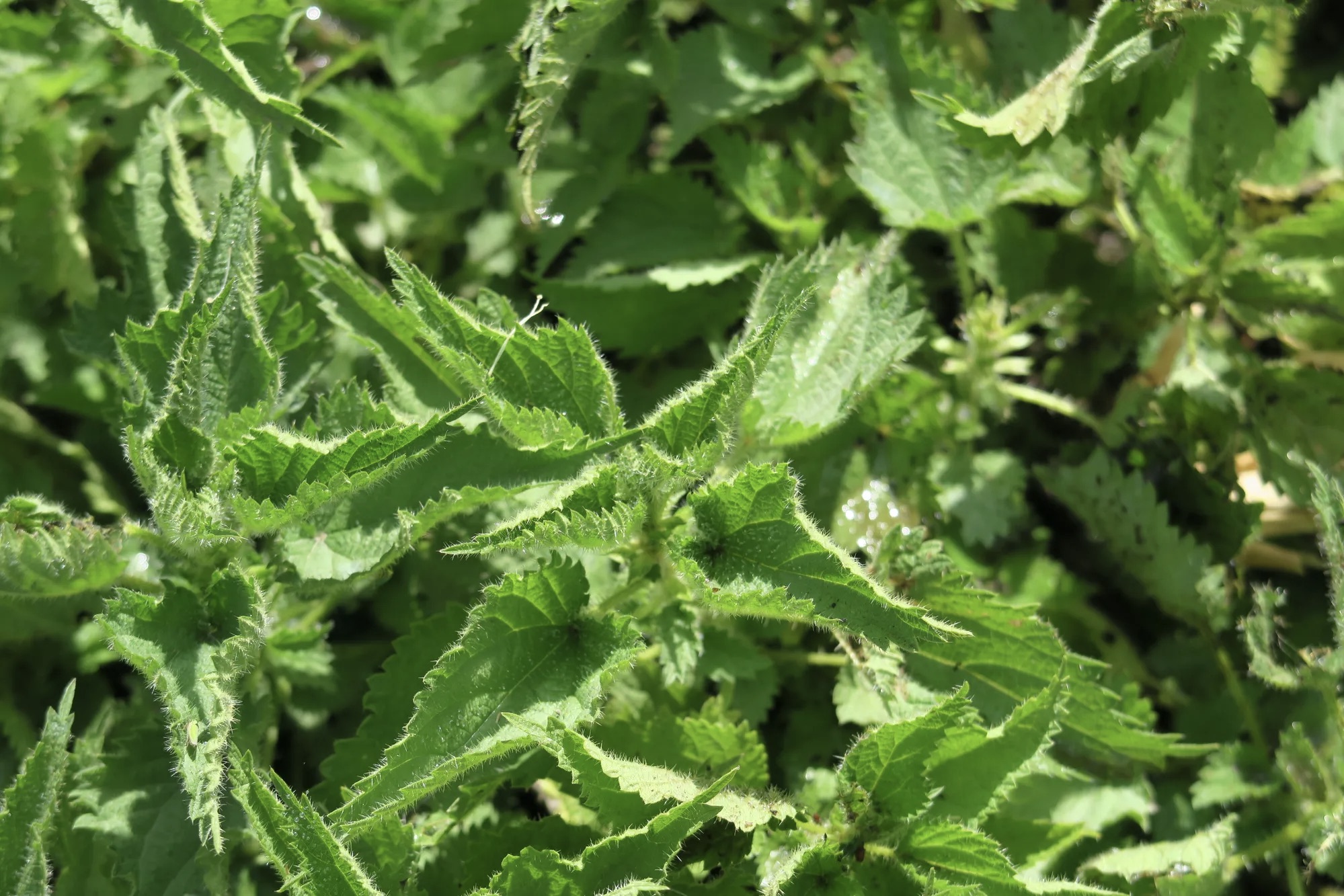 A maioria dos produtores cultiva uma parte das ervas medicinais para uso doméstico, como a urtiga (foto). Os produtores cultivam uma variedade de espécies nativas e domesticadas (além de coletar plantas silvestres), que são usadas em medicamentos, chás, produtos cosméticos, sopas e muito mais.