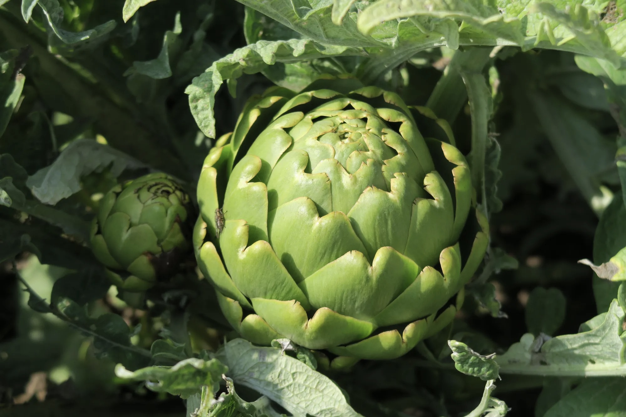 Os produtores de hortaliças de Kurikancha adoram experimentar novas culturas e usam a feira de produtores como uma oportunidade para educar os consumidores (e uns aos outros) sobre técnicas de preparo de vegetais desconhecidos.