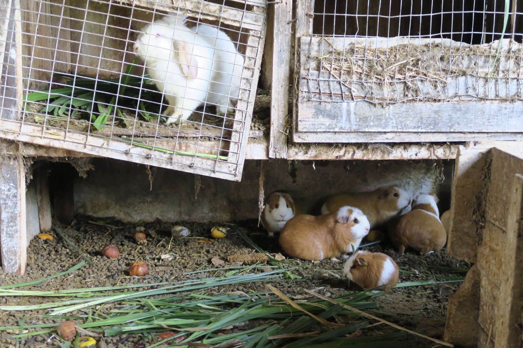 Frequentemente, ervas daninhas e excesso de material vegetal removidos durante a colheita, assim como restos de comida compostados durante o preparo das refeições, são separados para alimentar os animais da fazenda.