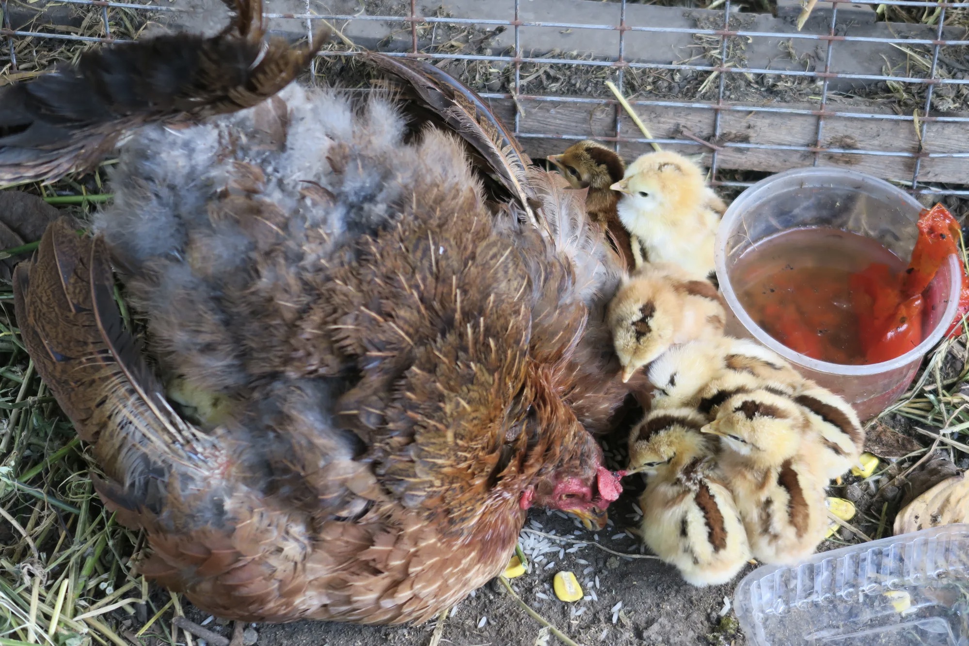 Muitos produtores criam remédios para manter a saúde dos animais. Aqui, pintinhos e uma galinha bebem um remédio antiparasitário.