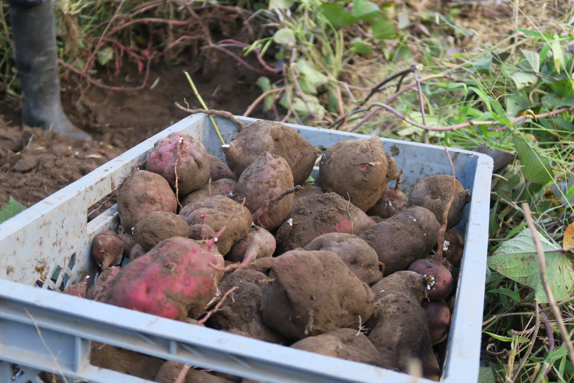 A batata-doce é uma raiz vegetal básica em toda a região andina, conhecida por sua alta densidade nutricional e seus muitos usos.