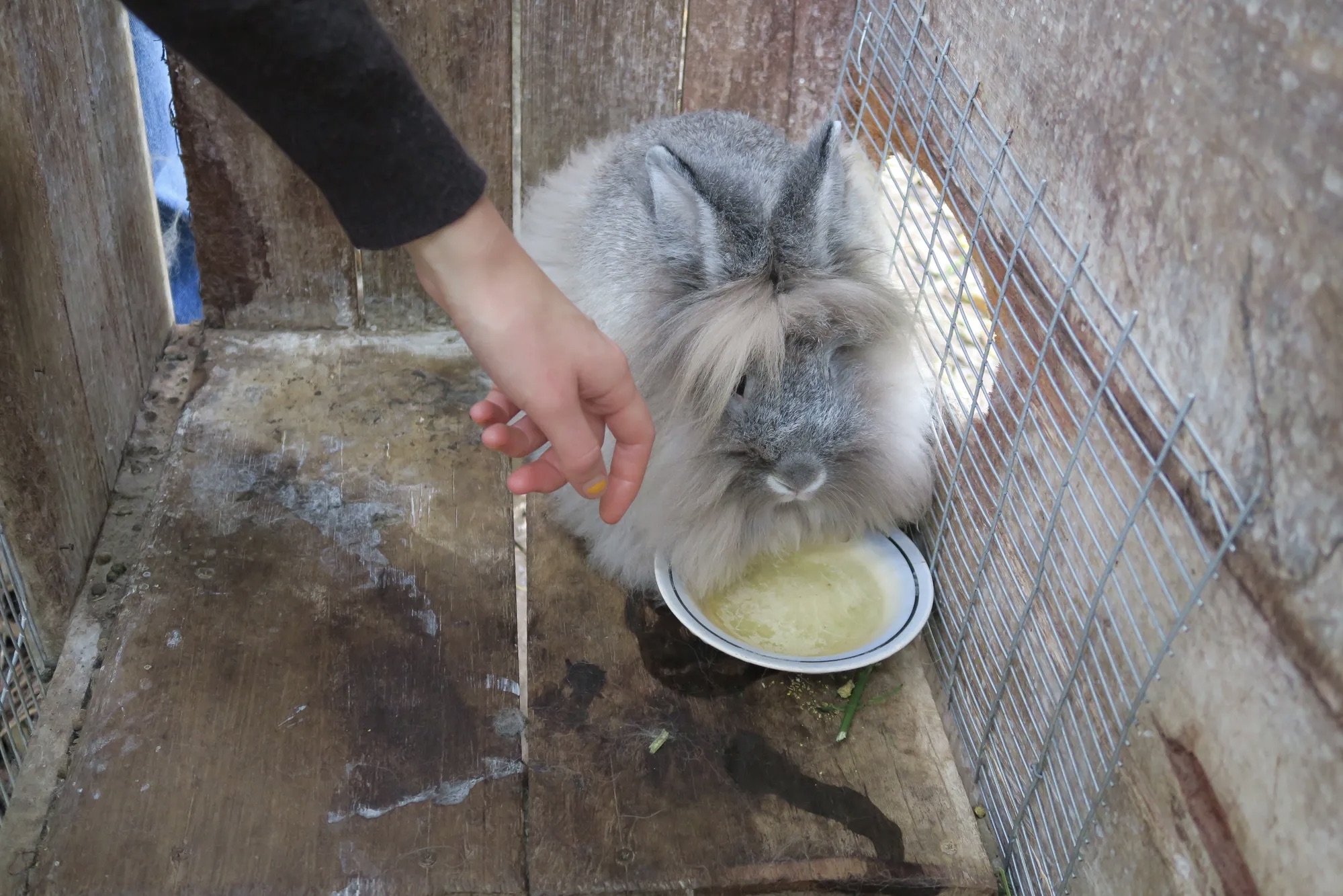 Os agricultores que criam animais geralmente preparam ração especial para os animais usando produtos da fazenda.